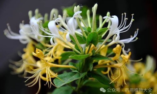 金钱草颗粒的功效与作用中用法禁忌宇网-金钱草颗粒的功效与作用中用法禁忌宇网-金钱草颗粒功效与作用及禁忌,中国金钱草颗粒说明书图片网站