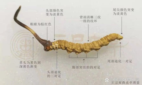 金钱草颗粒的功效与作用中用法禁忌宇网-金钱草颗粒功效与作用及禁忌,中国金钱草颗粒说明书图片网站