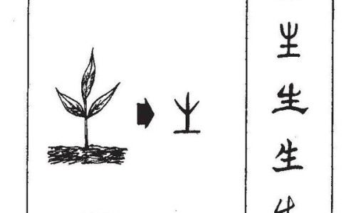 金钱草颗粒的功效与作用中用法禁忌宇网-金钱草颗粒的功效与作用中用法禁忌宇网-金钱草颗粒功效与作用及禁忌,中国金钱草颗粒说明书图片网站